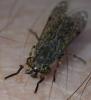 Haematopota sp.